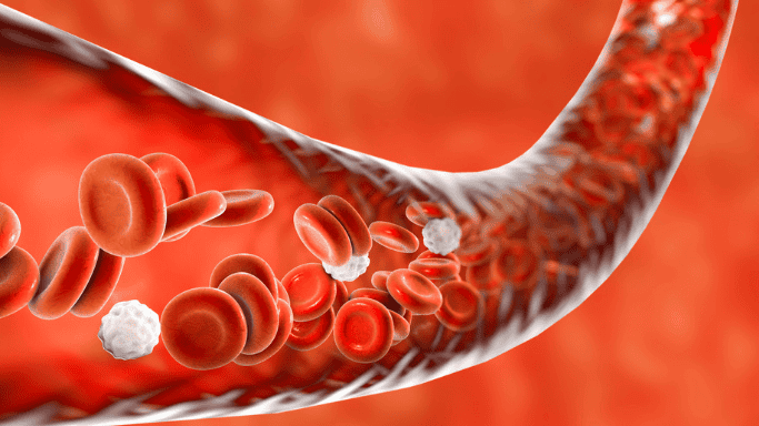 3D medical illustration of red and white blood cells flowing through an artery, representing circulation, cardiovascular health, or blood function.