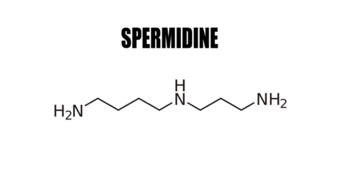 Molecular structure of spermidine, a naturally occurring polyamine involved in cellular growth and longevity