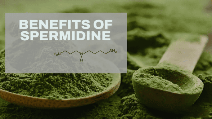 Graphic with the text 'Benefits of Spermidine' overlaid on green plant powder and a wooden spoon, featuring spermidine’s molecular structure, representing its natural origins and role in longevity and anti-aging