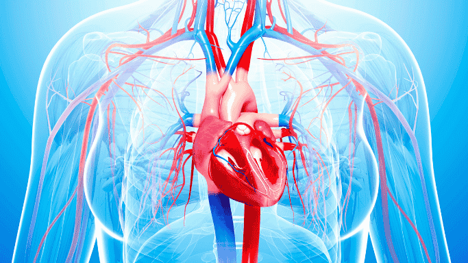 Illustration of the human cardiovascular system highlighting the heart, arteries, and veins, symbolizing heart health and circulatory function.