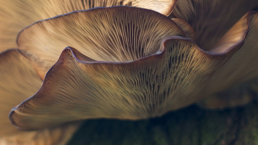 Is Ergothioneine the Next Big Longevity Nutrient? 2 Closeup of oyster mushroom cap