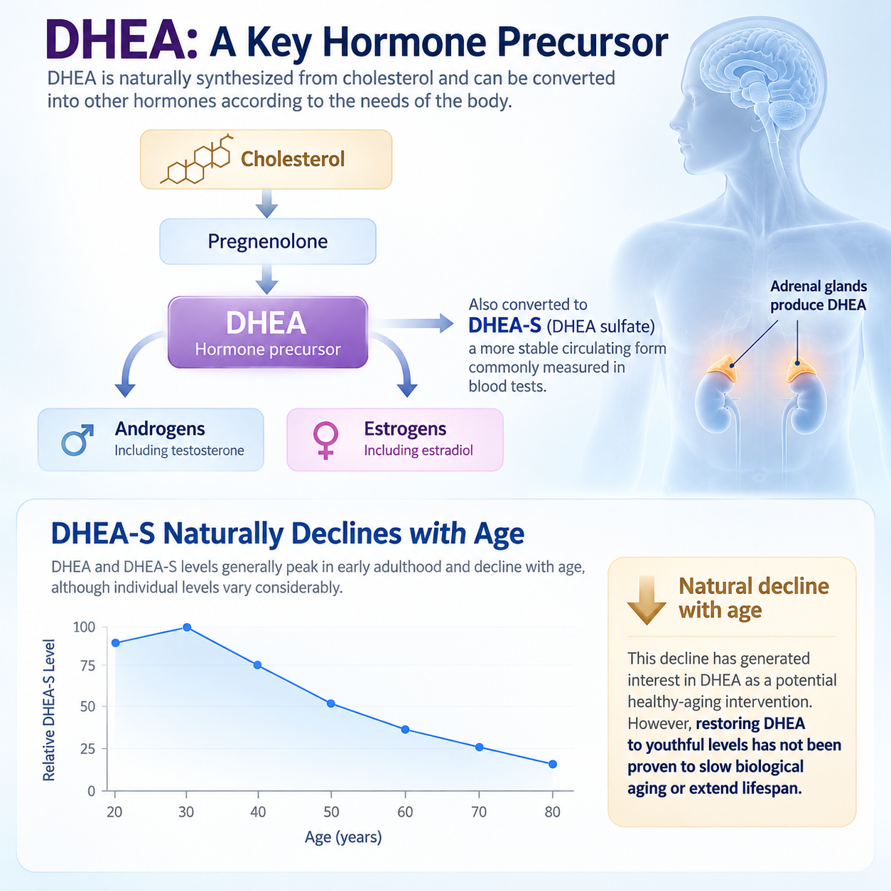 DHEA - Naturally Occurring Hormone Precursor 13 DHEA Pathway and Aging Trends