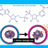 AgingSOS® - Senescence & Inflammation Panel 6 AgingSOS® – Senescence & Inflammation Panel