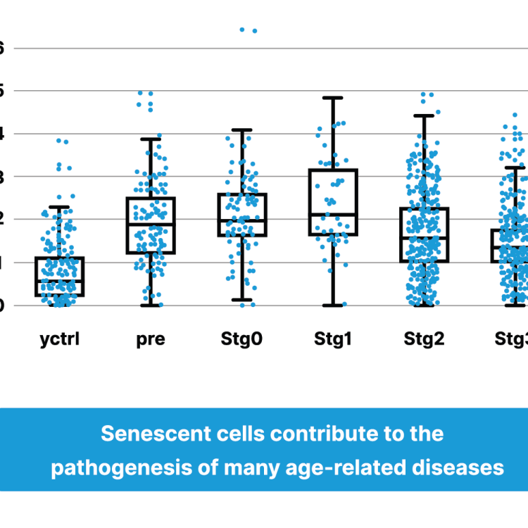 AgingSOS® - Senescence & Inflammation Panel 2 6 Senescence photo 2 5b4a6ddb