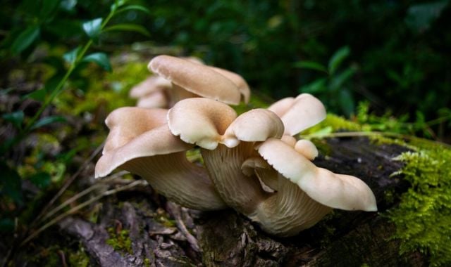 oyster mushrooms ergothioneine 5ccfe8fa