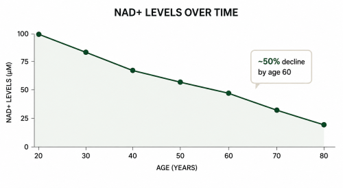 Vitality ↑® NAD+ Booster Powder 33 image nad levels decline graph e7b4d7ab